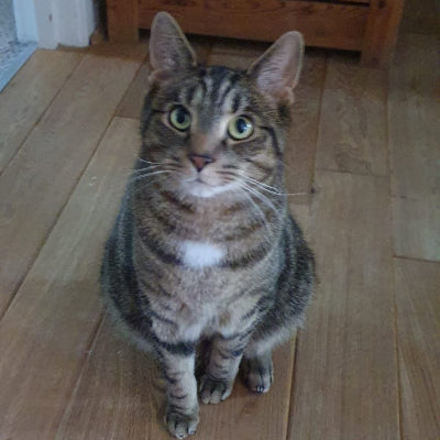 Cat sitting